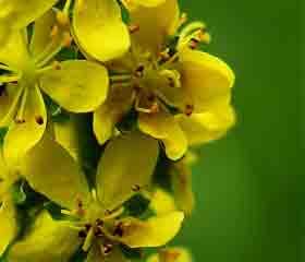 Aigremoine <i>(Agrimonia eupatoria)</i>