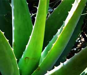 Aloès <i>(Aloe Vera)</i>