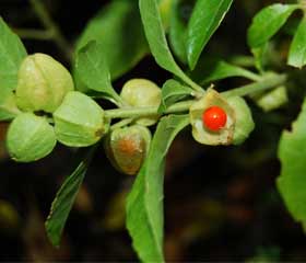 Ashwagandha <i>(Withania somnifera)</i>