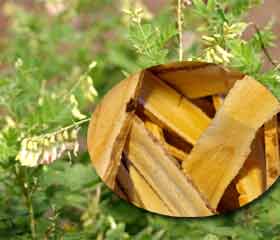 Astragale <i>Astragalus membranaceus</i>