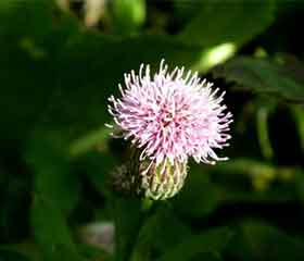 Bardane <i>(Arctium lappa)</i>