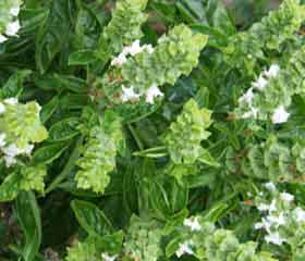 Basilic sacré - Tulsi <i>(Ocimum sanctum)</i>