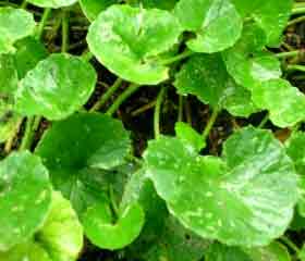 Gotu Kola ou Centella <br><i>(centella asiatica)</i>