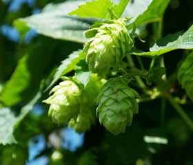 Houblon<i> (Humulus lupulus)</i>