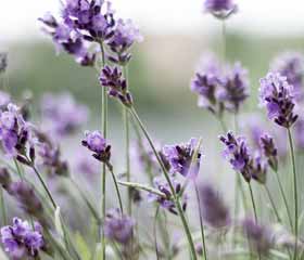 Lavande <i>(lavandula angustifolia, officinalis, latifolia ou aspic)</i>