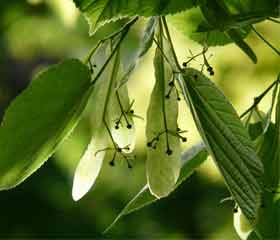 Tilleul <i> (tilia)</i>