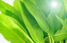 La Chlorophylle: pour détoxiquer et oxygéner