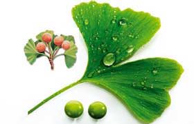 Le Ginkgo Biloba & le Bacopin