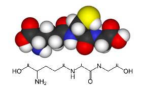 Le Roi des antioxydants est fabriqué par l'organisme: le glutathion