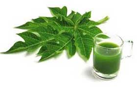 Le jus de feuilles de papaye pour prévenir ou traiter la fièvre hémorragique de certaines maladies virales