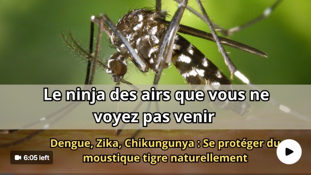  Moustique tigre, l'invasion invisible