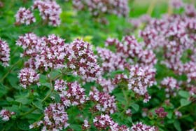 6 plantes ayant démontré des effets antibactériens et antiviraux