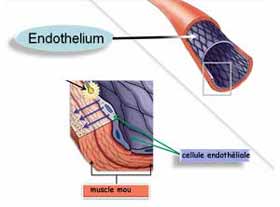 Pour augmenter votre énergie, être de bonne humeur et en santé,soignez vos cellules endothéliales