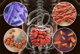 Comment votre immunité dépend de la santé de vos intestins