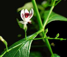 Andrographis (Andrographis paniculata)
