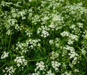 Anis vert <i>(pimpinella anisum)</i>