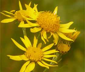 Arnica (<i>Arnica montana</i>)