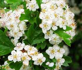 Aubépine <i>Crataegus laevigata</i>