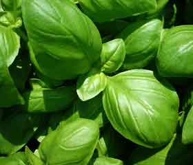 Basilic <i>(Ocimum basilicum)</i>