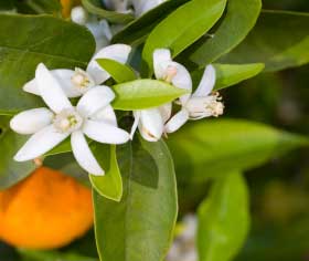 Bigaradier (citrus aurantium ssp amara)
