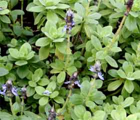 Boldo <i>(Peumus boldus)</i>