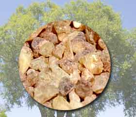 Boswellia<i> (Boswellia serrata)</i>
