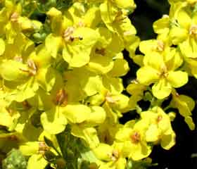 Bouillon blanc, Molène <i>(Verbascum thapsus L.)</i>