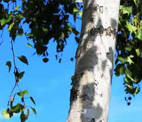 Bouleau <br><i>(Betula Alba, Betula pendula,)</i>