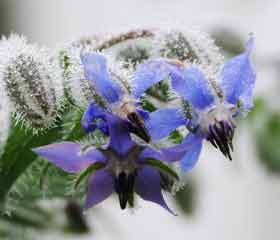 Bourrache <i>(Borrago officinalis)</i>