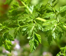 Cerfeuil <i>(Anthriscus cerefolium)</i>