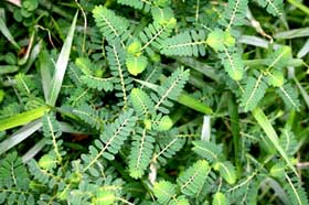 Chanca Piedra (phyllanthus niruri)