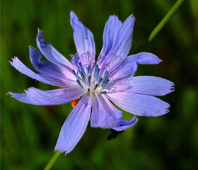 Chicorée <i>(Cichorium intybus)</i>