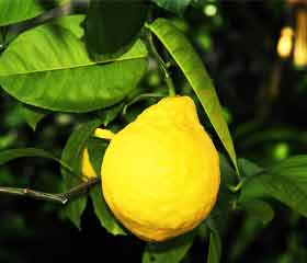 Citronnier - <i>(citrus medica – citrus limonum)</i>