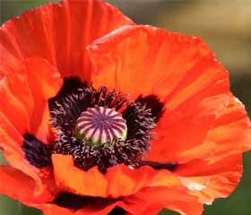 Coquelicot <i>(Papaver rhoeas)</i>