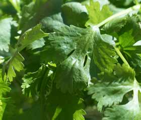 Coriandre <i>(coriandrum sativium)</i>