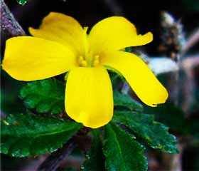 Damiana ou damiane (<i>Turnera diffusa</i>)