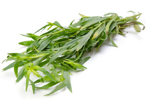 Estragon (Artemisia dracunculus) Bienfaits, propriétés, précautions