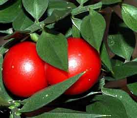 Fragon épineux <i>(Ruscus aculeatus</i>