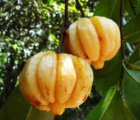 Garcinia Cambogia