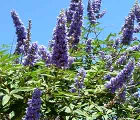 Gattilier <i>(Vitex agnus-castus)</i>