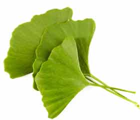 Ginkgo Biloba