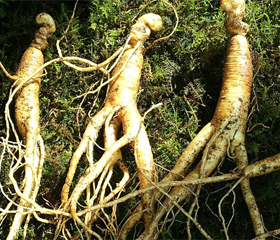 Ginseng <i>Panax ginseng</i>