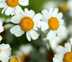 Camomille (grande)<br> <i>Tanacetum parthenium</i>