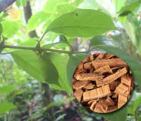 Griffe de Chat <i>(Uncaria tomentosa, Uncaria guianensis)</i>