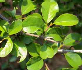 Guggul <em>(Commiphora mukul)</em>