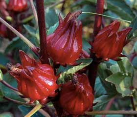 Hibiscus (Hibiscus sabdariffa) 