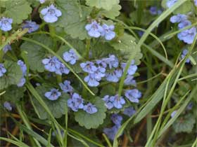 Lierre terrestre (Glechoma hederacea L.)