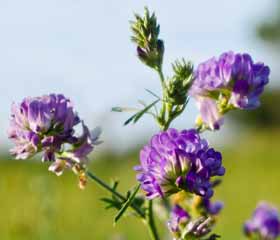 Luzerne <i>(Medicago sativa)</i>