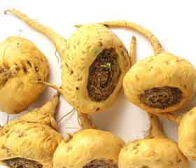 Maca <em>(Lepidium meyenii)</em>