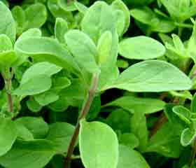 Marjolaine <I> (Origanum majorana) </I>